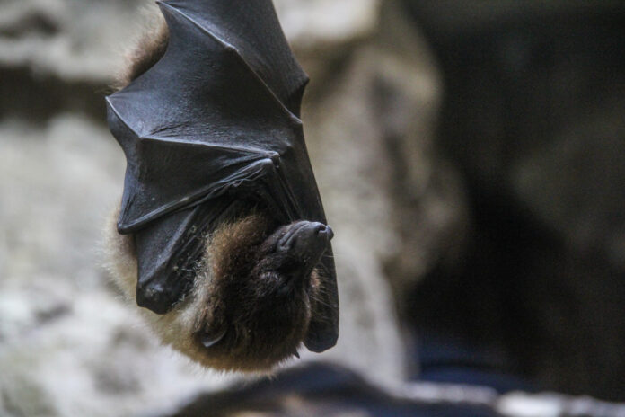 Bat Bite